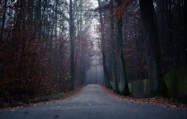 Road, autumn, forest, leaves, trees, fog