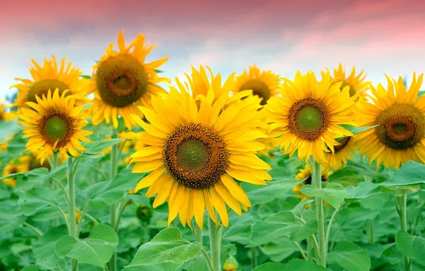 Picture field, sunflowers, yellow, petals