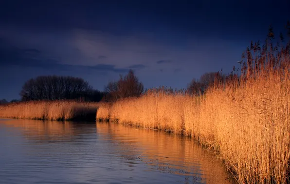 The sky, nature, reflection, river, reed