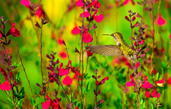 Flowers, nature, bird, Hummingbird