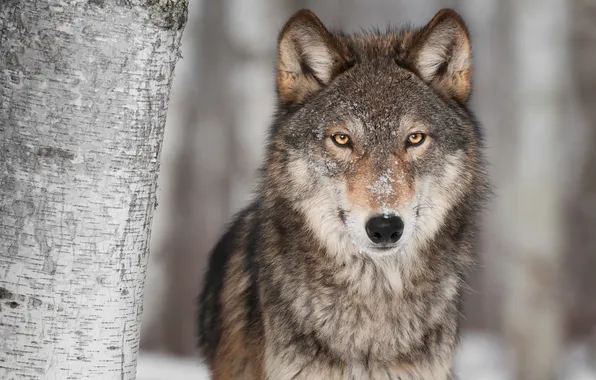 Face, snow, tree, wolf, predator