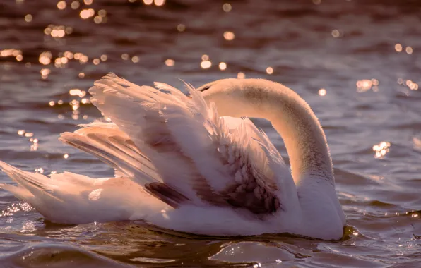 Wave, white, water, light, pose, glare, bird, wings