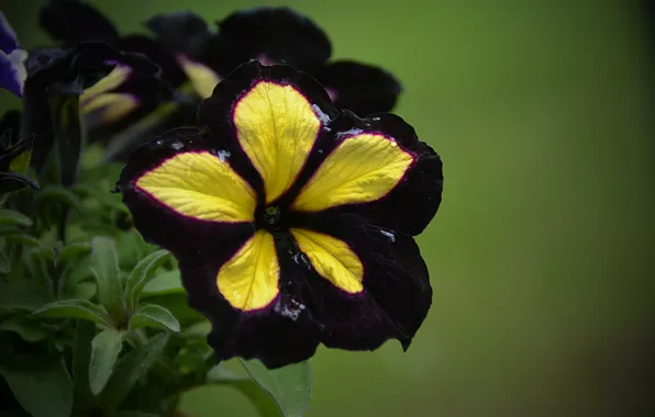 Picture Macro, Flowers, Dark flowers