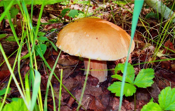 Autumn, summer, nature, Mushroom