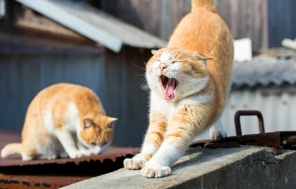 Cat, red, yawns