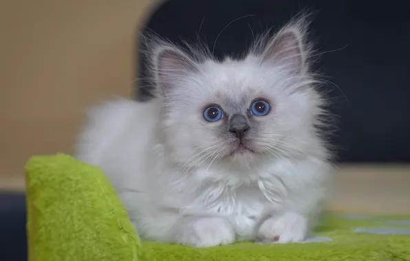 Look, baby, kitty, blue eyes
