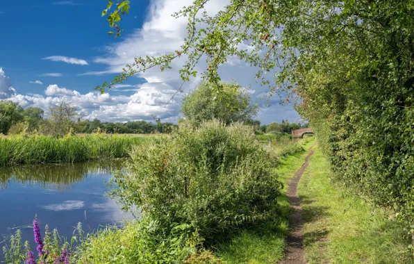 Picture greens, summer, nature