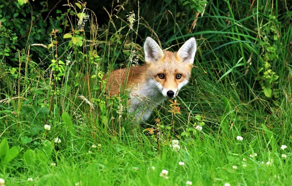 Greens, summer, grass, look, face, flowers, Fox, red