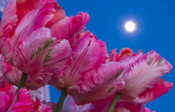 Picture the sky, the moon, petals, stem, tulips