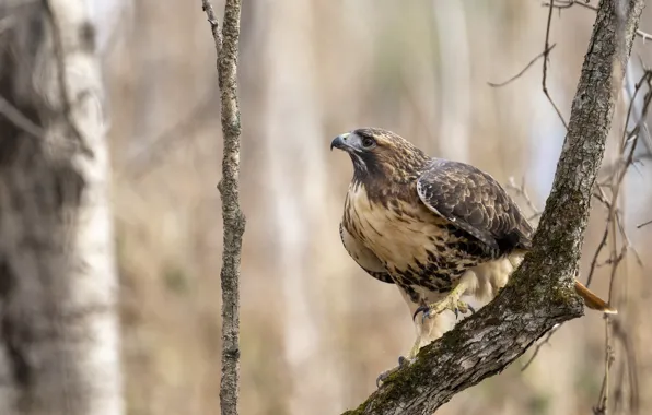 Autumn, forest, look, trees, branches, nature, pose, bird