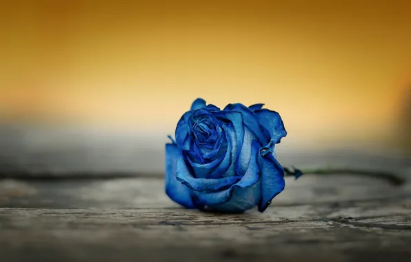 Macro, background, rose, Bud, blue