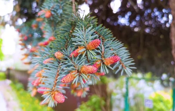 Trees, branches, spruce, Russia, needles, bumps, bokeh, Artem