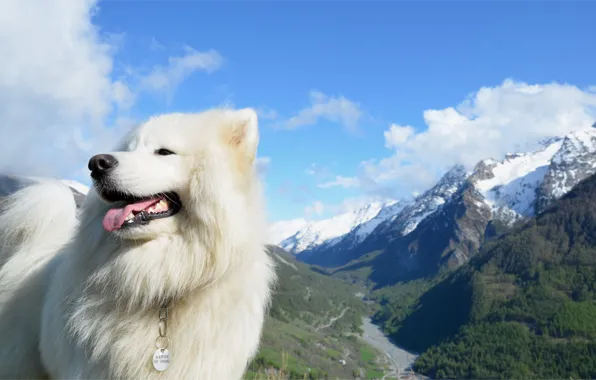 Picture the sky, mountains, dog