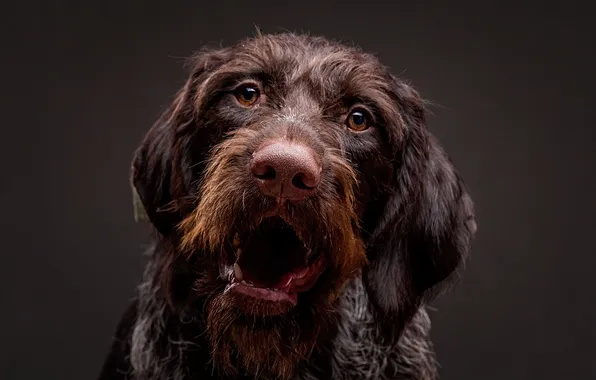 Portrait, dog, Studio, Adelia, Drathaar, Evgeny Degtev