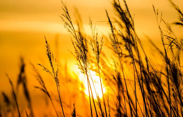 Picture the sun, sunset, grass