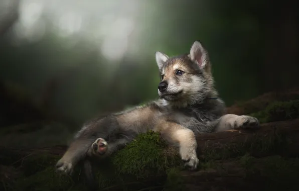 Picture baby, puppy, bokeh, The tamaskan dog
