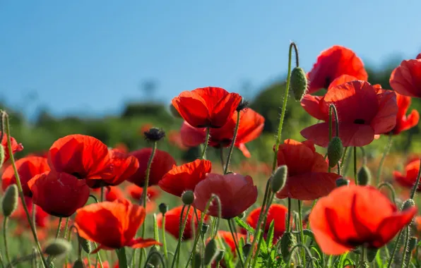 Summer, flowers, Maki, red, blue sky, poppy field
