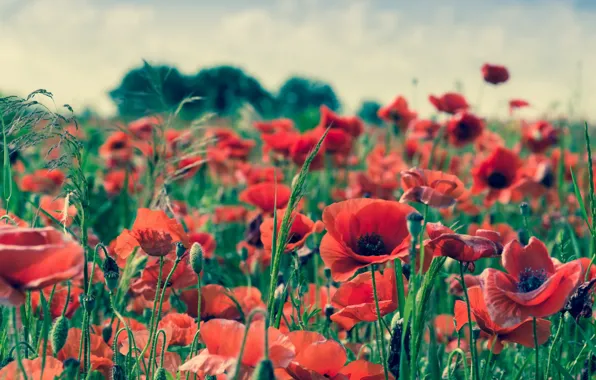 Summer, flowers, Maki