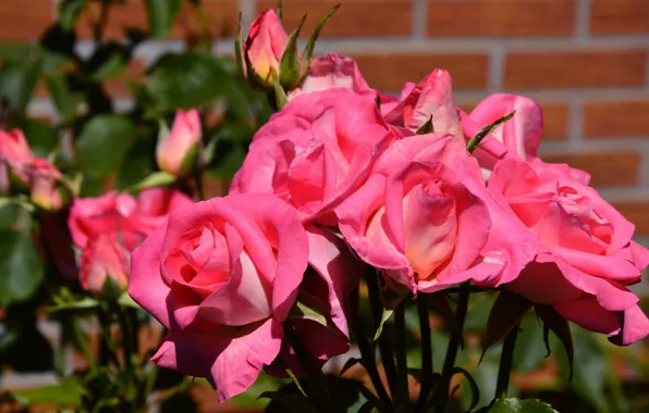 Picture summer, leaves, flowers, wall, roses, brick, garden, pink
