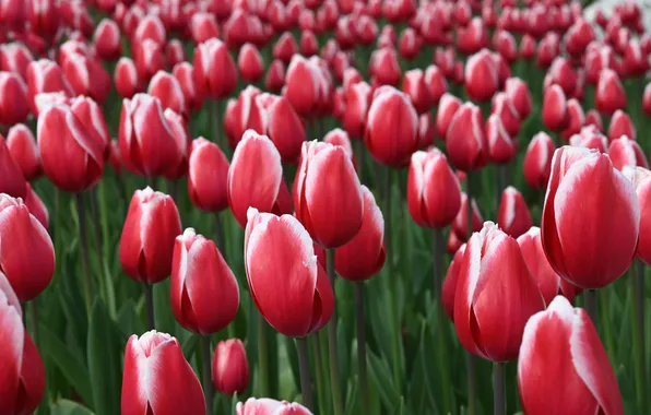 Flowers, spring, tulips, red, flowerbed, two-tone