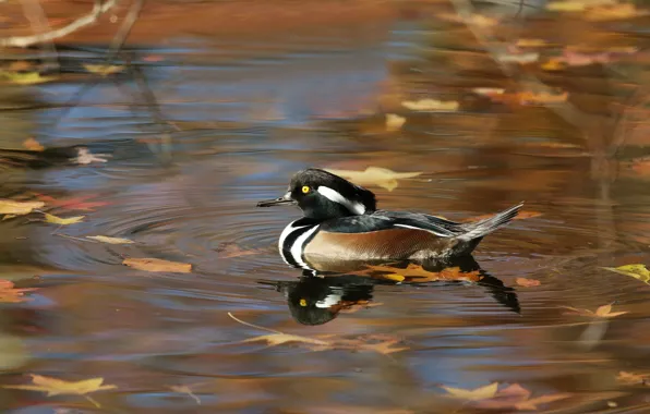 Picture autumn, leaves, pond, reflection, bird, duck, pond, swimming