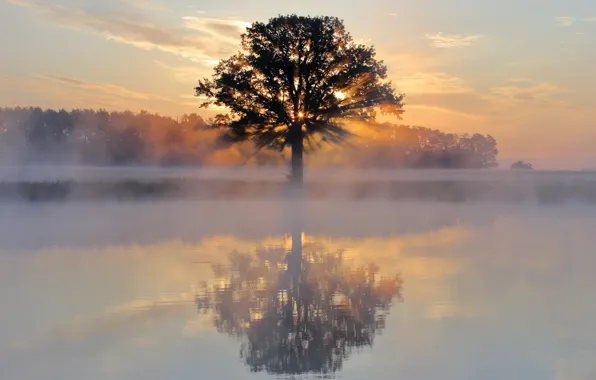 Trees, fog, lake, reflection, dawn, morning