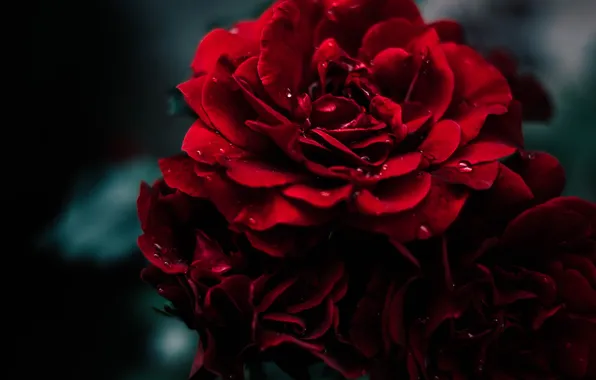 Picture Macro, Rose, Drop, Flower, Red, Rose, Rain, RED
