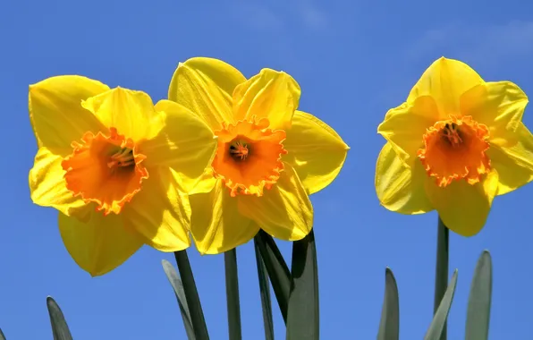 The sky, macro, trio, daffodils