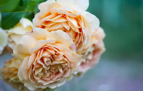 Macro, flowers, roses