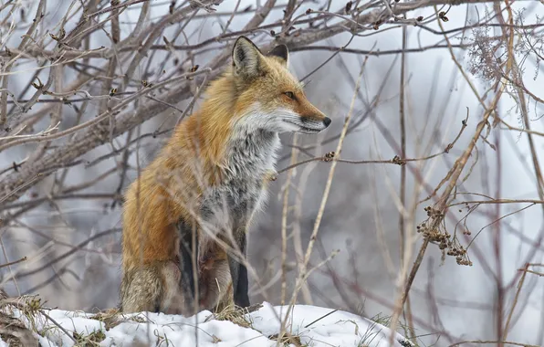 Winter, snow, Fox