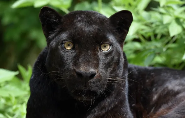 Picture face, portrait, predator, Panther, wild cat, black leopard