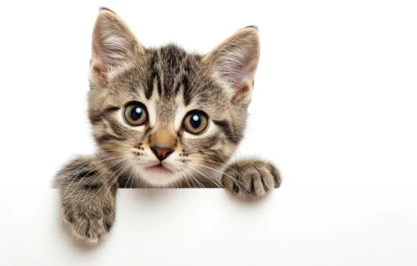Cat, look, pose, kitty, portrait, legs, white background, face