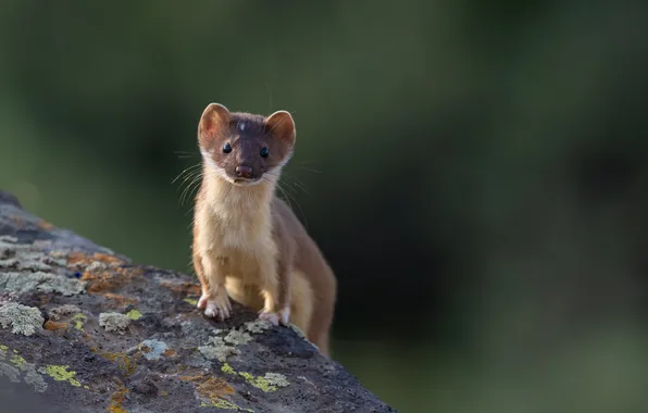 Picture eyes, predator, muzzle, marten