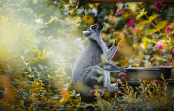Look, flowers, branches, foliage, legs, garden, profile, lemur