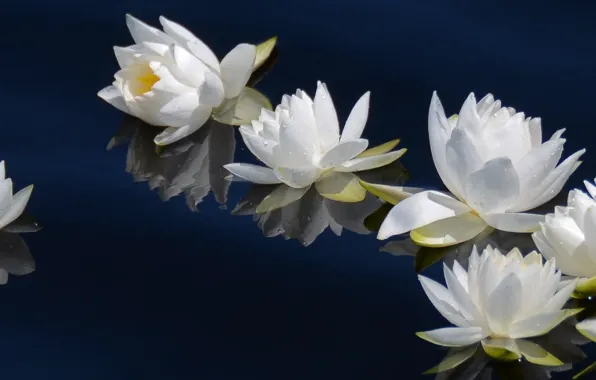 Water, Lily, white, white, flower, dual, multi, screen