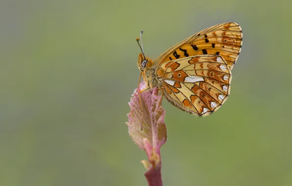 Macro, butterfly, green background