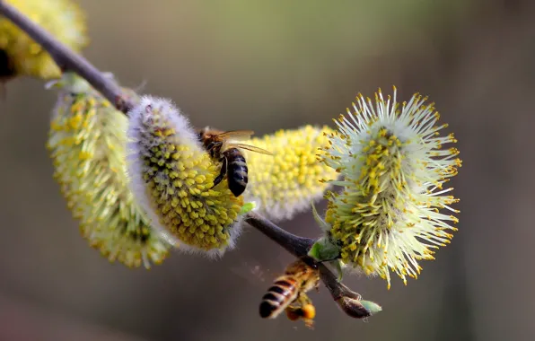 Branches, nature, pollen, spring, kidney, Verba, bees