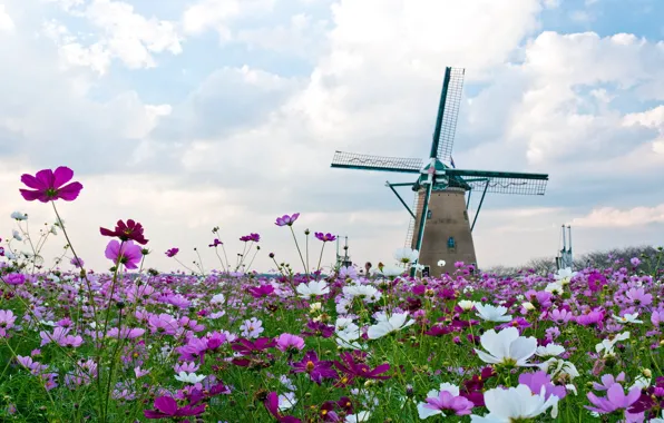 Picture flower, plant, Under autumn skies