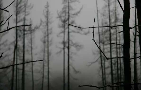 Trees, fog, Branches