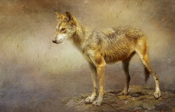 Picture background, wolf, treatment, texture, is, coyote