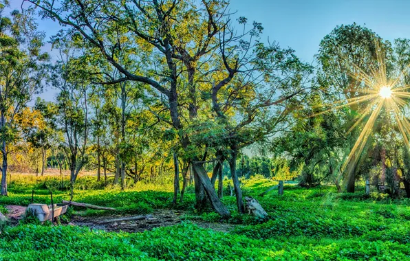 Greens, forest, grass, the sun, rays, trees, Park, HDR