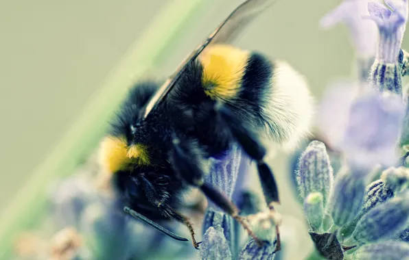 Macro, flowers, bumblebee