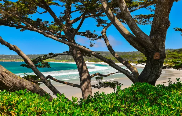 Sea, trees, Bay, CA, USA, Carmel