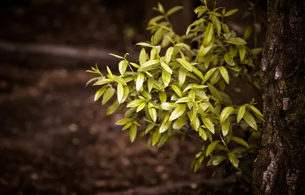 Forest, nature, plant
