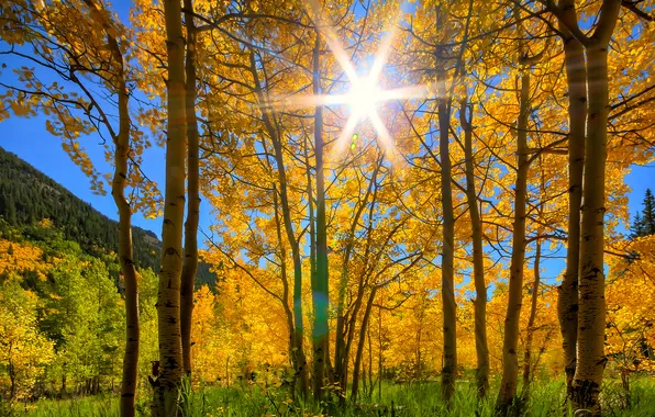 Picture autumn, the sky, grass, the sun, rays, trees, mountains