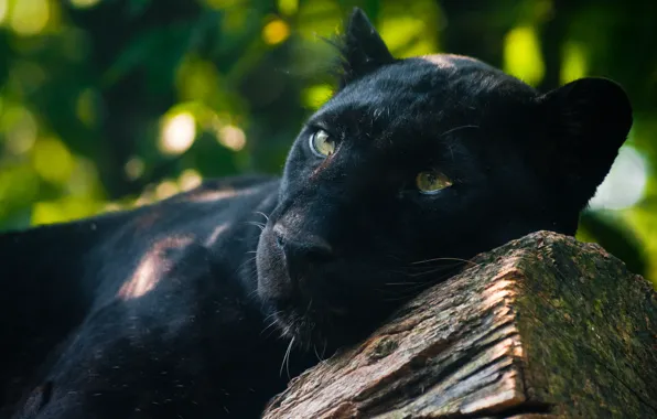 Picture predator, lies, watching, black Panther
