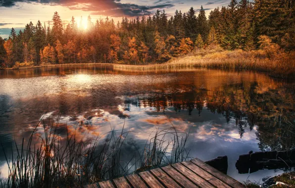 Forest, trees, lake, Switzerland, Switzerland, Lake Of Gruyère, Etang de la Gruère