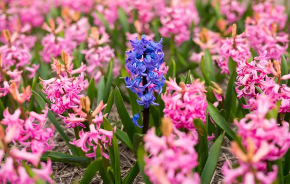 Pink, spring, flowering, fioletowy, hyacinth