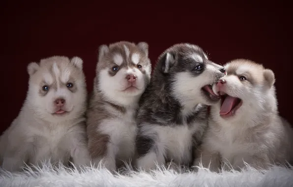 Puppies, languages, husky, funny, Quartet
