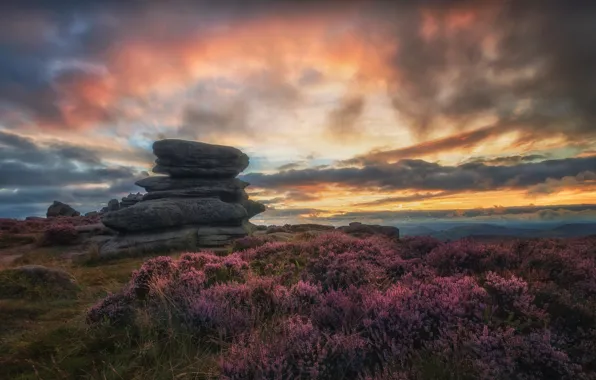 Flowers, stones, Heather